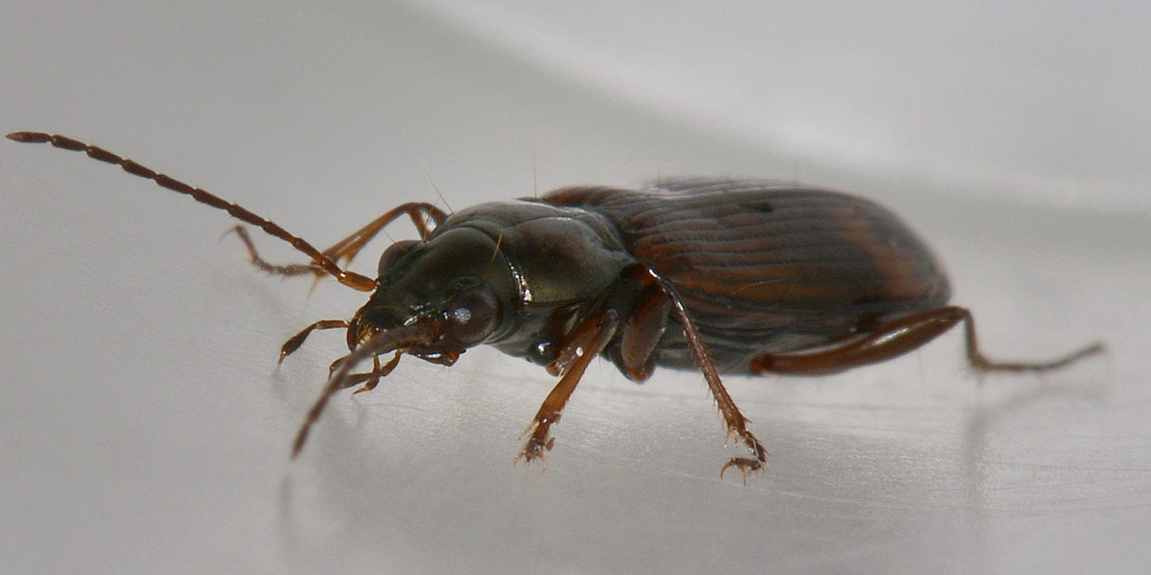 Bembidion varium o dentellum  - Carabidae